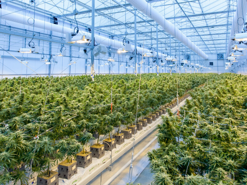 cannabis farm